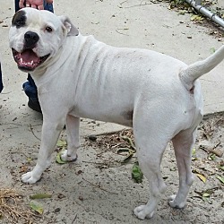 Thumbnail photo of BUDDY*needs a foster #2