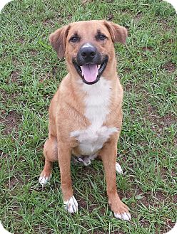 Orange Lake, FL - Black Mouth Cur. Meet Mulligan a Pet for Adoption.