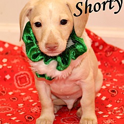 Thumbnail photo of Shorty~adopted! #2