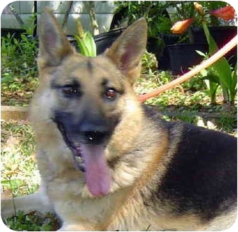 dog breed road wheeler