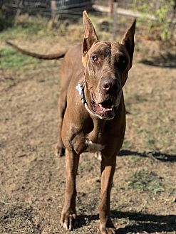 bravecto for dogs petsmart