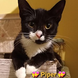 Thumbnail photo of Finch, Piper( Adopted Phoenix #4