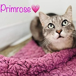 Photo of Primrose