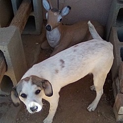 Photo of Panera - of BJ's pups