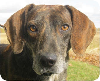 plott hound beagle mix