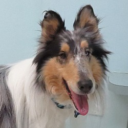 Photo of Presley (pending adoption)