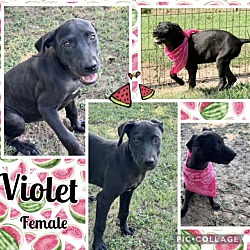 Photo of Violet