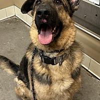 adopt a pet