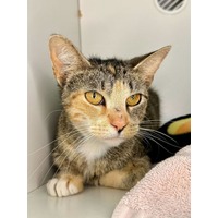 adopt-pet