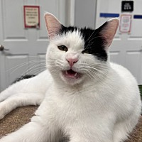 adopt-pet
