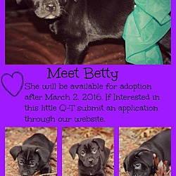 Thumbnail photo of Betty- pending adoption #1