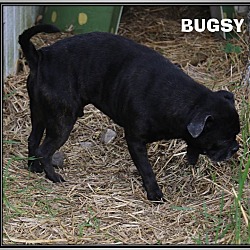 Thumbnail photo of BUGSY #1