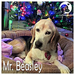 Thumbnail photo of Mr Beasley #1