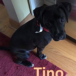 Photo of Tino