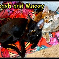 Photo of Dash and Mazzy - MFOA Foster / 2022
