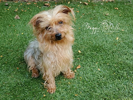 Port Washington, NY - Yorkie, Yorkshire Terrier. Meet Mia a Pet for ...