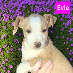 Photo of Evie