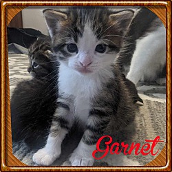 Thumbnail photo of Garnet #1