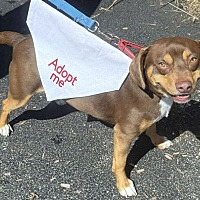 adopt a pet