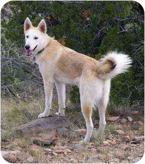 Santa Fe Nm Akita Meet Tinkerbell A Pet For Adoption
