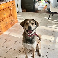 adopt a pet