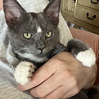 adopt a pet
