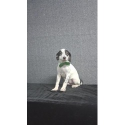 Photo of Mark, adoptable Mixed Breed (Medium) in Medfield, Massachusetts
