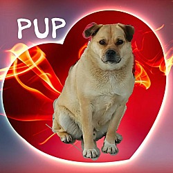 Photo of PUP