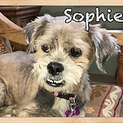 Thumbnail photo of Sophie (deceased) #2