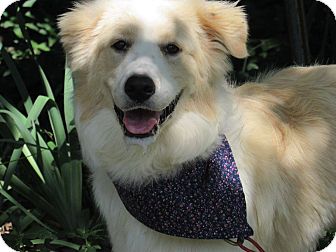 Tulsa, OK - Great Pyrenees. Meet Dolly a Pet for Adoption.