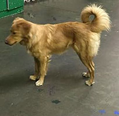 Reno Nv Golden Retriever Meet Winnie A Pet For Adoption