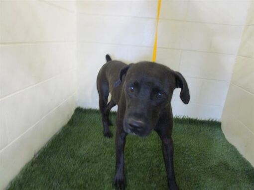 Winter Haven Fl Labrador Retriever Meet Butch A Pet For Adoption