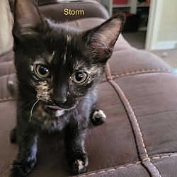 Photo of Storm