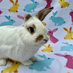 Photo of Bunny Uno