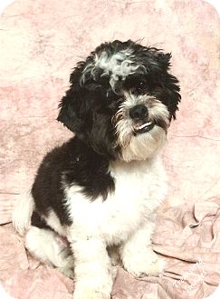 Davie Fl Bichon Frise Meet Sammy A Pet For Adoption