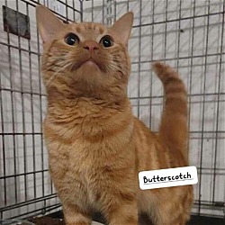 Photo of Butterscotch