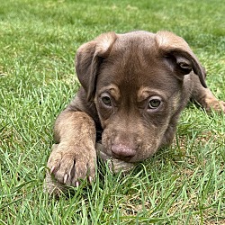 Photo of Leroy (L Litter) - AVAILABLE