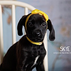 Thumbnail photo of Skye #1