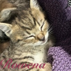 Thumbnail photo of Rowena #3