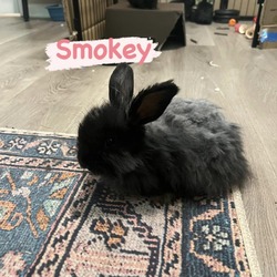 Thumbnail photo of Smokey #2