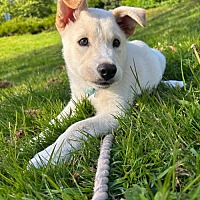 adopt a pet