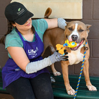 adopt a pet