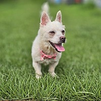 adopt-pet