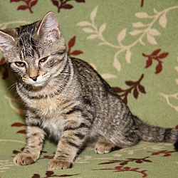 Thumbnail photo of Marie (Duchess' Kitten) #4
