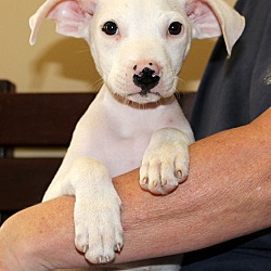 Thumbnail photo of Dobby~adopted! #1