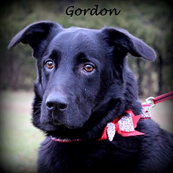 Thumbnail photo of Gordon ~ new pics ~ meet me! #1