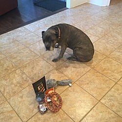 Cane Corso Puppies For Sale In Maryland Adoptapetcom