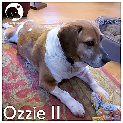 Thumbnail photo of Ozzie II #1