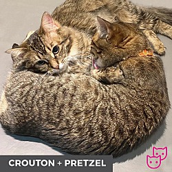 Thumbnail photo of Crouton (bonded with Pretzel) #3