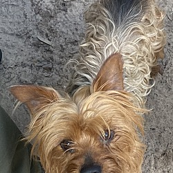 Photo of Chauncey